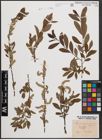 Foto von Salix cinerea L. x Salix purpurea L.
